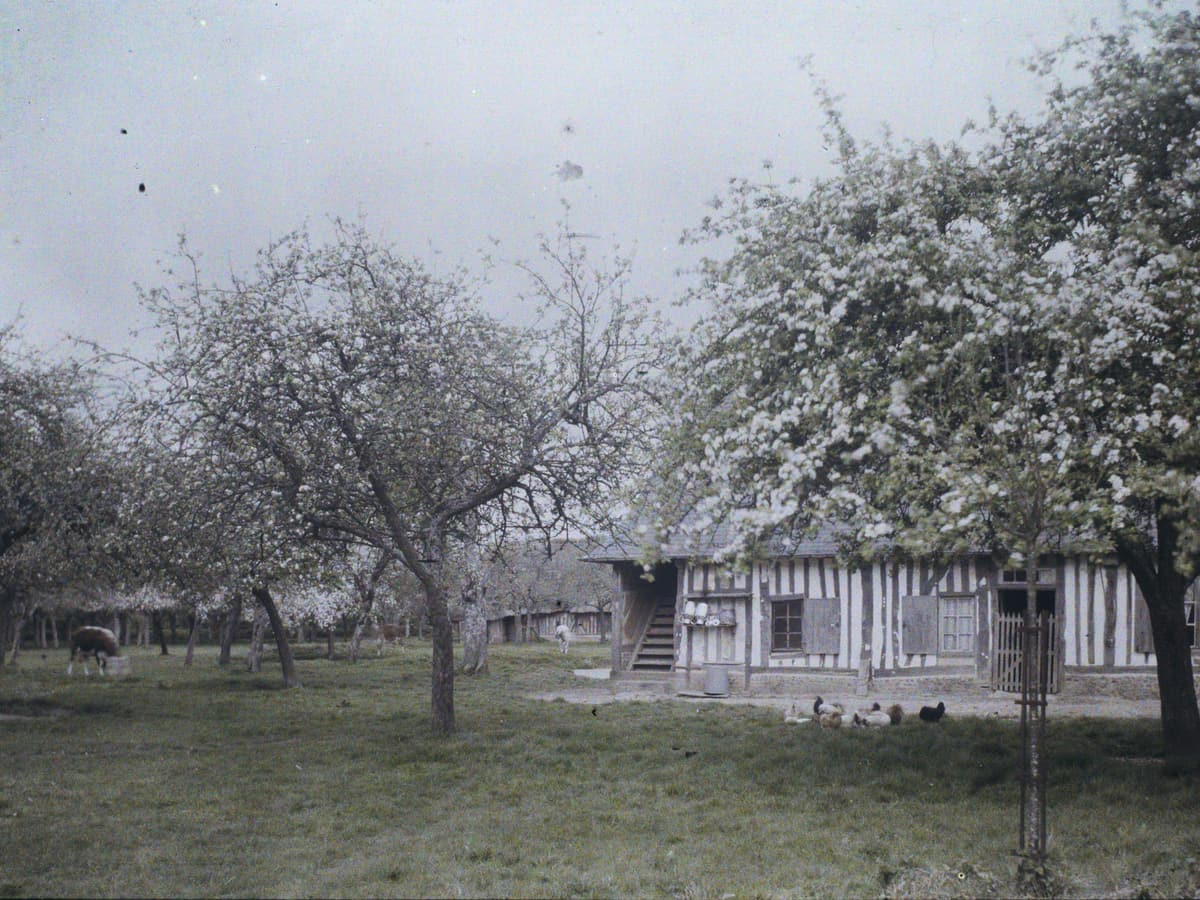 Autochrome : un verger de pommiers en fleurs et, au fond, un long bâtiment de ferme à pans de bois.
