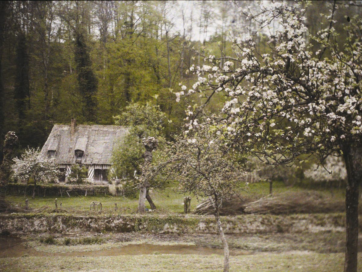 Autochrome : une maison basse à colombages et toit de chaume, au milieu de pommiers en fleurs et d'arbres.